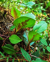 Peperomia cobana, anthocyanic patches on abaxial leaf surface, Parque Ecologico Chichel, Quiche, Guatemala