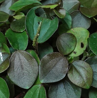 Peperomia fernandopoiana, leaves and spadix, way to Amani, 400 m asl, East Usambara, Tanzania