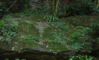 Peperomia fernandopoiana on mossy rock with Zamioculcas zamiifolia, Microsorum punctatum and Impatiens walleriana, way to Amani, 400 m asl, East Usambara, Tanzania