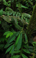 Peperomia lancifolia, erect few branched inflorescence, Mashpi FR, Pichincha, Ecuador