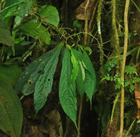 Peperomia lancifolia, multi branched mature infructescence with reclining spadicesMashpi FR, Pichincha, Ecuador