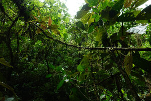 Peperomia caespitosa, epiphytic on a tree branch in forest understory, El Pahuma FR, Pichincha, Ecuador