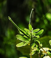 Peperomia caespitosa, subverticillate leaves just under the terminal inflorescence, El Pahuma FR, Pichincha, Ecuador