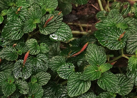 Peperomia pachystachya, inflorescences arising from the junction between leaf blade and the petiole stem, El Pahuma FR, Pichincha, Ecuador