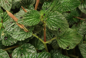 Peperomia pachystachya, long petioled leaf on the right and apparently opposite stem with one sessile leaf and pseudo epiphyllous clustered inflorescences, erect axillary continuation shoot, El Pahuma FR, Pichincha, Ecuador