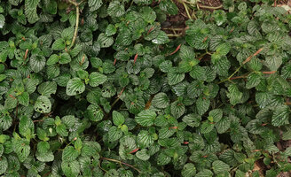 Peperomia pachystachya, pseudo epiphyllous inflorescences, El Pahuma FR, Pichincha, Ecuador