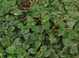 Peperomia pachystachya, some pseudo epiphyllous inflorescences, El Pahuma FR, Pichincha, Ecuador