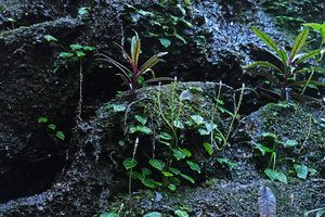 Peperomia pedicellata and Lobelia nubicola on seeping mossy rock in waterfall, Biotopo del Quetzal, Baja Verapaz, Guatemala