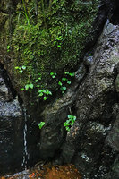 Peperomia pedicellata, flowering population on mossy seeping rock in waterfall, Biotopo del Quetzal, Baja Verapaz, Guatemala