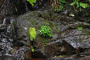 Peperomia pedicellata on mossy seeping rock in waterfall, Biotopo del Quetzal, Baja Verapaz, Guatemala