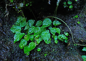 Peperomia  pedicellata, peltate bullate leaves and long fruiting spadix, Biotopo del Quetzal, Baja Verapaz, Guatemala