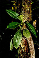 Peperomia pernambucensis, epiphyte, Nouragues, CNRS field station, French Guyana