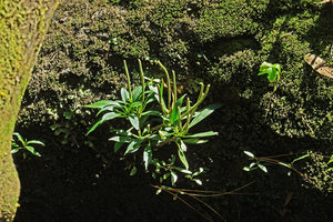 Peperomia petrophila, flowering individuals on mossy rock, Parque Ecologico Chichel, Quiche, Guatemala