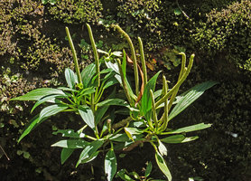Peperomia petrophila, flowering individuals, Parque Ecologico Chichel, Quiche, Guatemala
