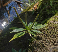 Peperomia petrophila, unbranched erect stem with apical rosette of radially displayed leaves and thick axillary inflorescences, Parque Ecologico Chichel, Quiche, Guatemala