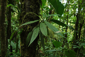 Peperomia sp. aff. P. lancifolia as a low epiphyte, Mashpi FR, Pichincha, Ecuador