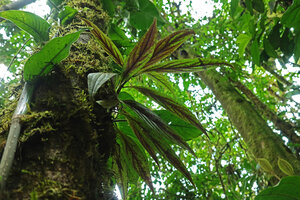 Peperomia sp. aff. P. lancifolia as a low epiphyte, red anthocyanic blotches on lower leaf surface, Mashpi FR, Pichincha, Ecuador.