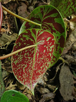Peperomia stelechophila, brightly purple red blotched leaf abaxial lower surface, El Pahuma FR, Pichincha, Ecuador