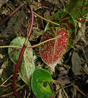 Peperomia stelechophila, bright purple red blotched leaf abaxial lower surface, El Pahuma FR, Pichincha, Ecuador