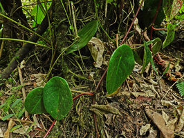 Peperomia stelechophila creeping on forest floor, El Pahuma FR, Pichincha, Ecuador