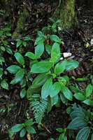 Peperomia  succulenta, Biotopo del Quetzal, Baja Verapaz, Guatemala