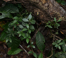 Peperomia tetragona (= P. puteolata) epiphyte on dead log, Bonito, Mato Grosso do Sul, Brazil