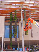 Perez Art Museum Miami, installation of the first hanging gardens , 25th October 2013