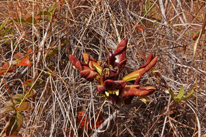 Perichlaena richardii flowering during the dry season, Ankarana Tsingy NP, Madagascar.