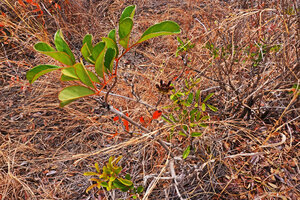 Perichlaena richardii in dry scrubland, leaves and inflorescence with flower buds, Ankarana Tsingy NP, Madagascar.