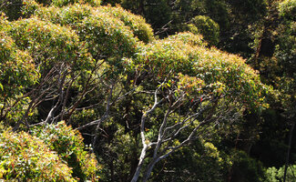 Peripheric thin leafy part of the Eucalyptus jacksonii crown due to numerous last season shoots leading to descending progressive adaptive necroses and elaboration of zigzagging bifurcations, Walpole, Western Australia