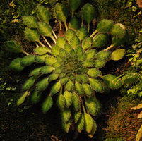 Petrocosmea sp growing vertically appressed to the felt