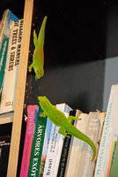 Phelsuma madagascariensis, male and female on bookshelves, closeup, Patrick Blanc home