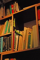 Phelsuma madagascariensis, male and female on bookshelves, Patrick Blanc home