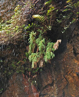 Pherosphaera (syn. Microstrobos) fitzgeraldii in its dripping cliff habitat, Wentworth falls, NSW, Australia