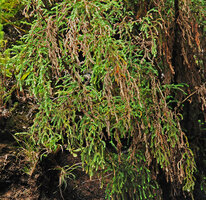 Pherosphaera (syn. Microstrobos) fitzgeraldii on permanently seeping and dripping cliff, Wentworth Falls, Blue Mountains, NSW, Australia