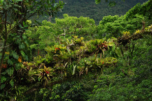 Philodendron, Anthurium, Clusia, Rhipsalis and Bromeliaceae epiphytes, Sierra do Mar, Brésil, Nov. 2011