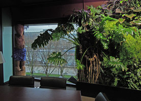 Philodendron bipinnatifidum after 6 years, President Office, Quai Branly Museum, Dec. 2012