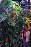 Philodendron bipinnatifidum at the Cité des Sciences et de l&#039;Industrie, Paris, 1986
