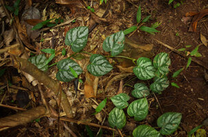 Philodendron brandtianum creeping on forest floor, Cano Cristales, Meta, Colombia
