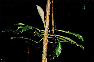 Philodendron carinatum, Nouragues, CNRS field station, French Guyana