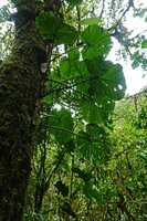 Philodendron fibrosum climbing along a tree trunk, El Pahuma Orchid reserve, Pichincha, Ecuador