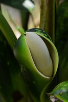 Philodendron goeldii, inflorescence detail, Manaos, Brazil