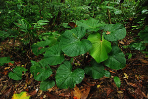 Philodendron grandipes, in forest understory, Osa, Costa Rica
