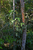 Philodendron hylaeae, Manaos, Amazonas, Brazil