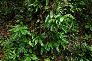 Philodendron inaequilaterum, lateral free standing stems detached from tree trunk, characteristic of subgen. Pteromischum, Mountain Pine Ridge Forest Reserve, Belize