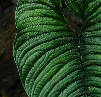 Philodendron lynnhannoniae, bullate leaf structure, Mashpi FR, Pichincha, Ecuador