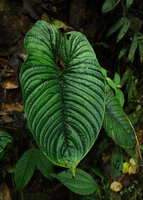 Philodendron lynnhannoniae, leaf, Mashpi FR, Pichincha, Ecuador