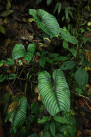 Philodendron lynnhannoniae, leaves, Mashpi FR, Pichincha, Ecuador