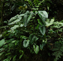 Philodendron lynnhannoniae, Mashpi FR, Pichincha, Ecuador