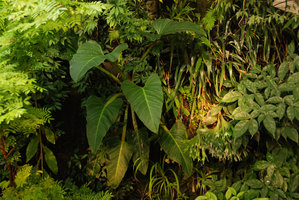 Philodendron melinonii chez Patrick Blanc, Feb 2012